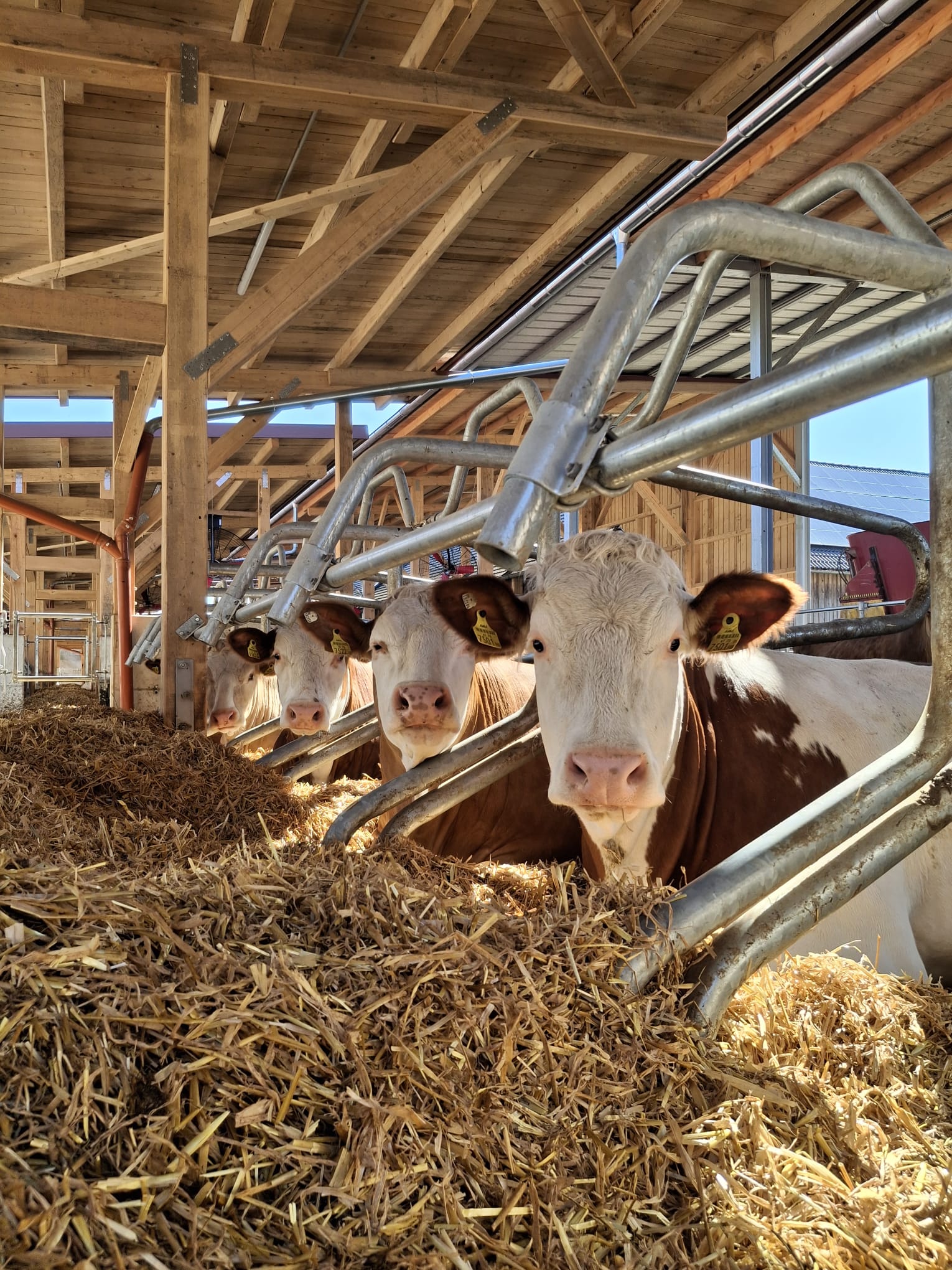 Frische Milch für unser Eis