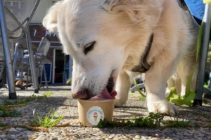 Hund schleckt an seinem Hunde-Eis